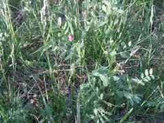 Vicia peregrina