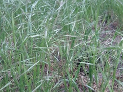 Bromus sterilis