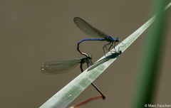 Calopteryx exul