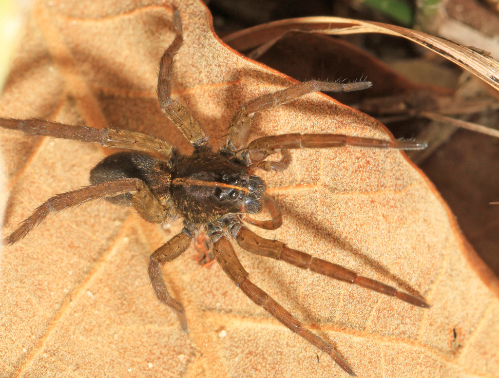 Tigrosa helluo (Arácnidos de la Peninsula de Yucatán) · iNaturalist