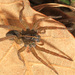 Wetland Giant Wolf Spider - Photo (c) Judy Gallagher, some rights reserved (CC BY)