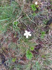 Rubus chamaemorus