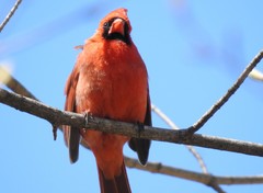Cardinalis cardinalis