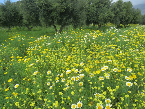 Crown daisy (Glebionis coronaria)