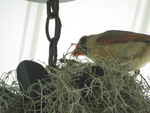 Cardinalis cardinalis image