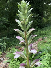 Acanthus