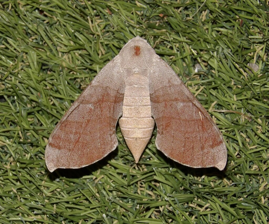 Polyptychus coryndoni