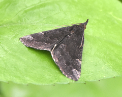 Hypena sordidula