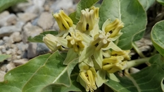 Asclepias nyctaginifolia