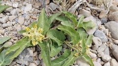 Asclepias nyctaginifolia
