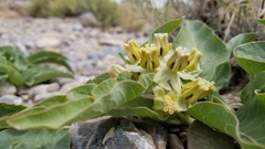 Asclepias nyctaginifolia