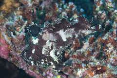 Taenianotus triacanthus