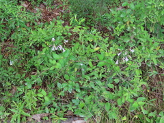 Penstemon laevigatus