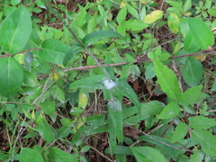 Penstemon laevigatus