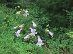 Penstemon laevigatus