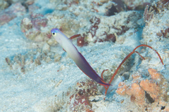 Nemateleotris decora