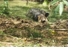 Tapirus