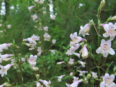 Penstemon laevigatus