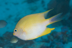 Amblyglyphidodon aureus