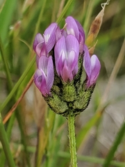 Astragalus didymocarpus milesianus