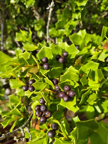 Griselinia jodinifolia, photograph 5
