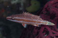 Oxycheilinus orientalis