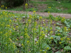Intermediate Winter Cress (Barbarea intermedia)