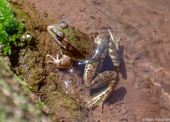 Pelophylax saharicus