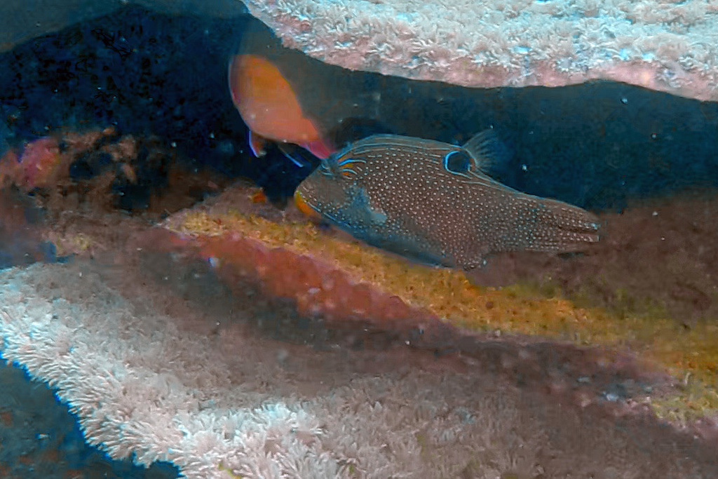 False-eyed Pufferfish