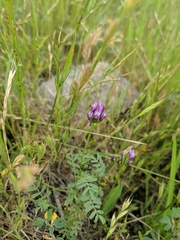 Astragalus didymocarpus milesianus