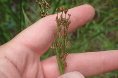 Rhynchospora elliottii