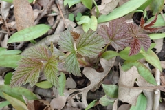 Rubus idaeus strigosus