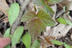 Rubus idaeus strigosus