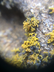 Polycauliona coralloides