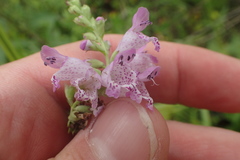 Physostegia pulchella