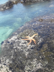 Meyenaster gelatinosus
