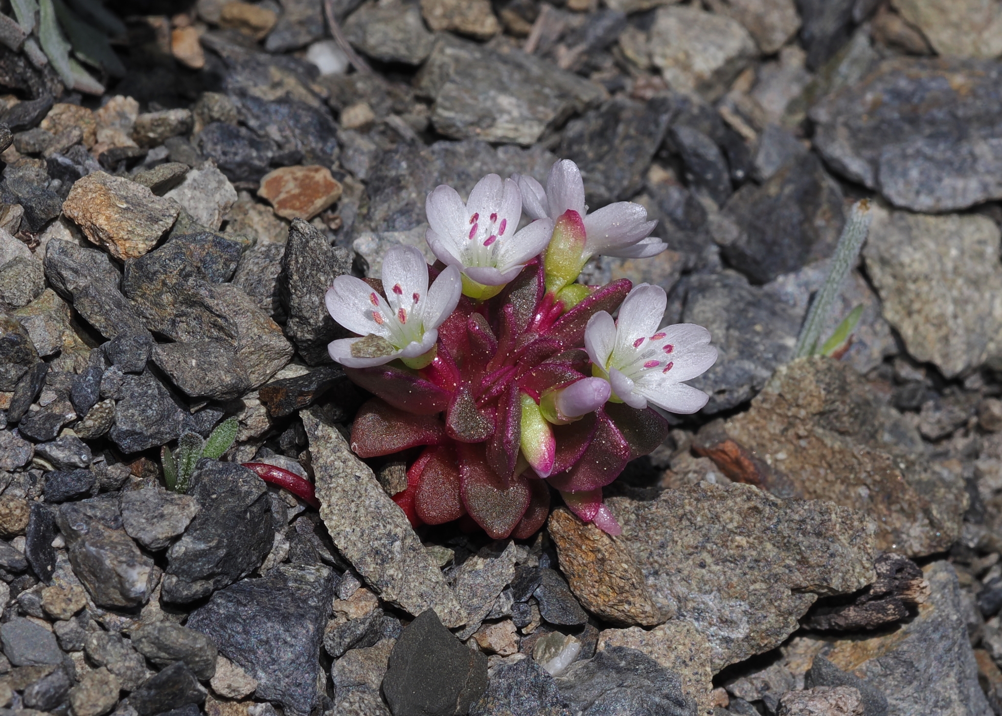 Claytonia saxosa