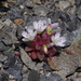 Brandegee's Springbeauty - Photo (c) Justin Paulin, some rights reserved (CC BY), uploaded by Justin Paulin
