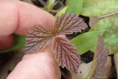 Rubus idaeus strigosus