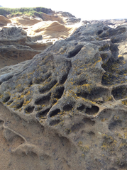 Polycauliona coralloides