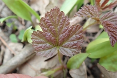 Rubus idaeus strigosus