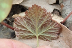 Rubus idaeus strigosus