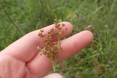 Juncus marginatus