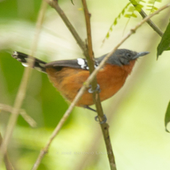 Microrhopias quixensis