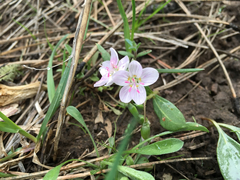 Claytonia
