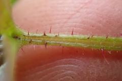 Rubus idaeus strigosus