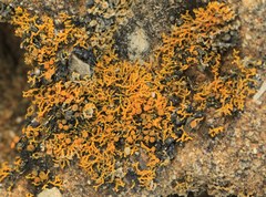 Polycauliona coralloides