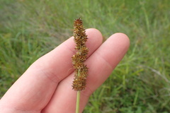 Carex fissa