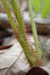 Rubus idaeus strigosus