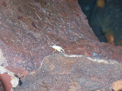Munidopsis polymorpha